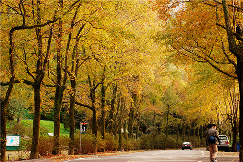 taiwan-red-leaf-2