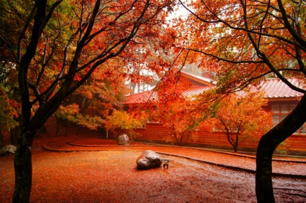 taiwan-red-leaf-5