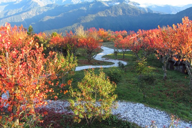 taiwan-red-leaf-6