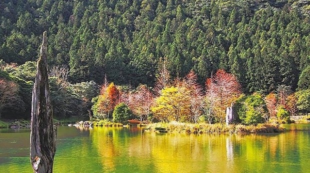 taiwan-red-leaf-7